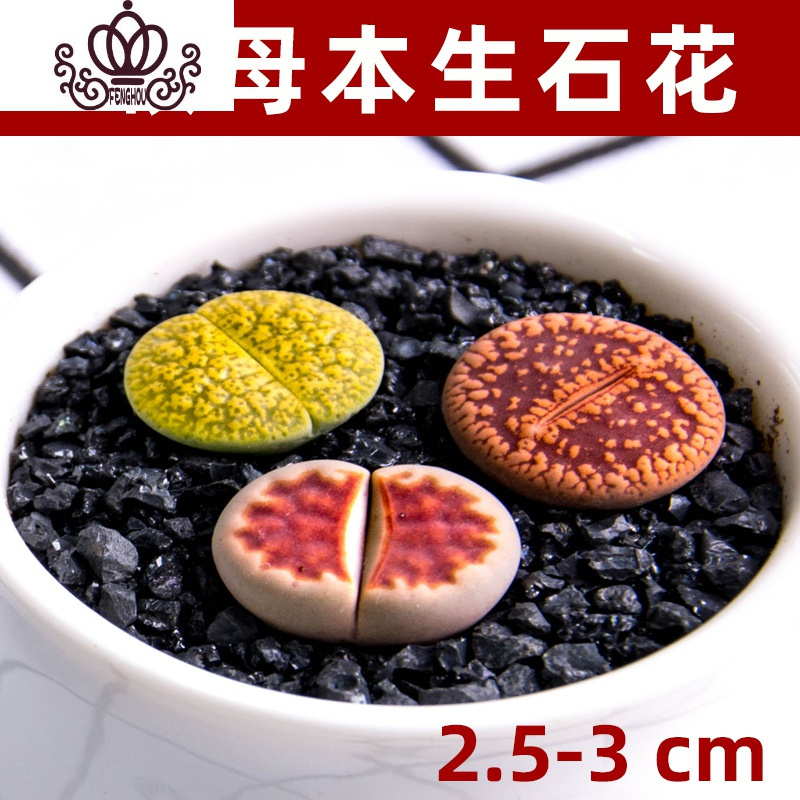 封后 Fenghou 园艺用品封后50颗多肉植物新手套餐多肉植物组合盆栽多肉花肉肉室内品种多3颗超大生石花母本 2 5 3cm颜色随机裸根不带土 价格图片品牌报价 苏宁易购战狼家居专营店