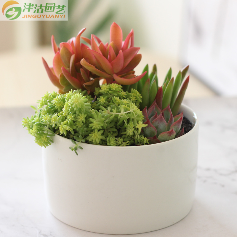 [包邮]津沽园艺 多肉植组合套装 白色陶瓷盆 4株多肉苗 多肉营养土 铺面金刚砂 桌面创意盆栽 1套