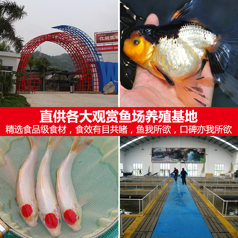 小型观赏鱼金鱼饲料孔雀鱼食小颗粒不混水金鱼粮锦鲤鱼食高清大图