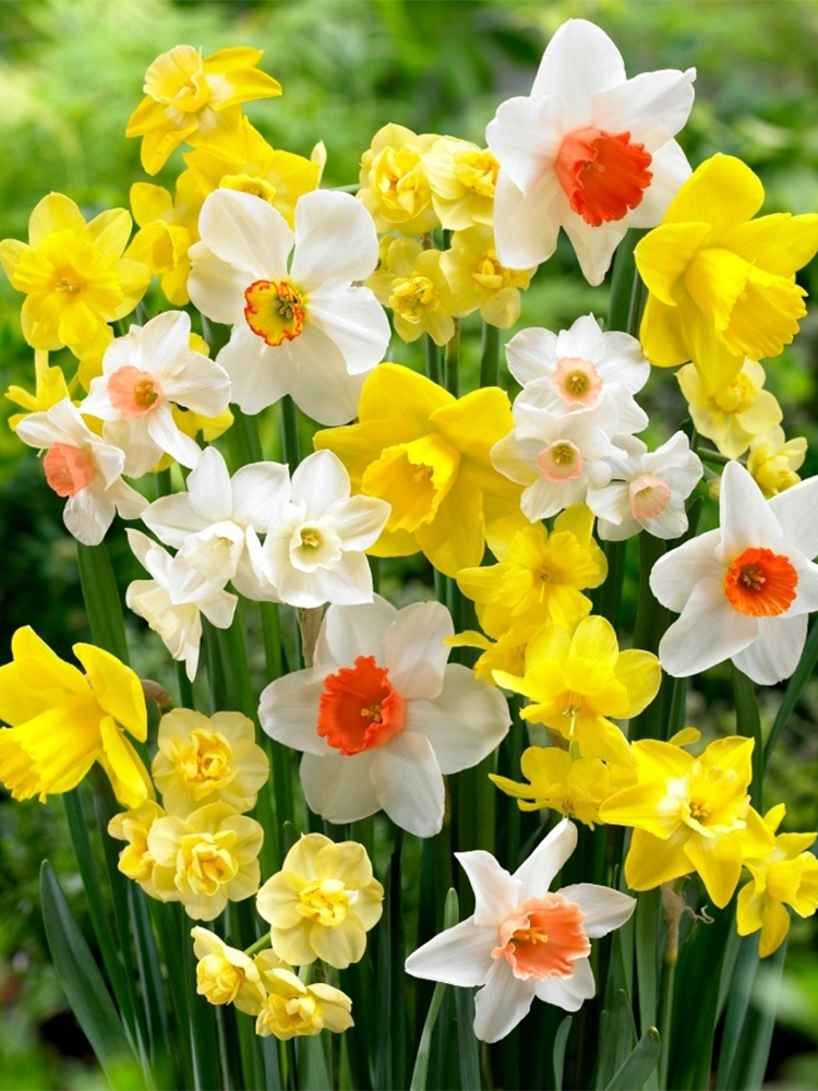 3球装荷兰洋水仙种球 水仙花球水培有香味盆栽宿根