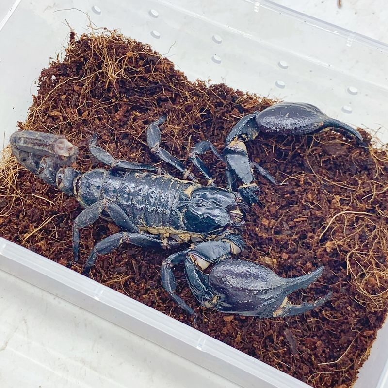 活体宠物蝎子亚洲雨林蝎超大黑蝎子葫芦娃蝎子大王新手爬宠可上手
