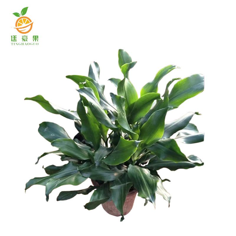 廷豪果 精品螺纹铁 60cm图片