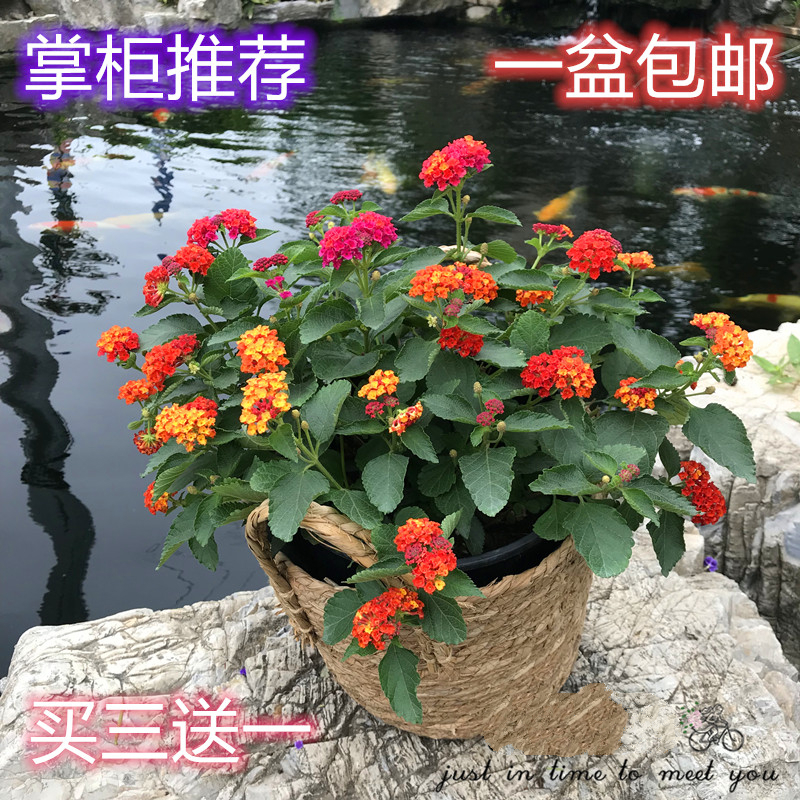 五色梅大苗盆栽花卉马缨丹带花发货露天植物花开不断耐寒耐热图片 高清实拍大图 苏宁易购
