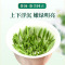2020新茶 贡苑 茶叶绿茶 雀舌茶 四川峨眉山明前春茶高山嫩芽茶100g*1罐