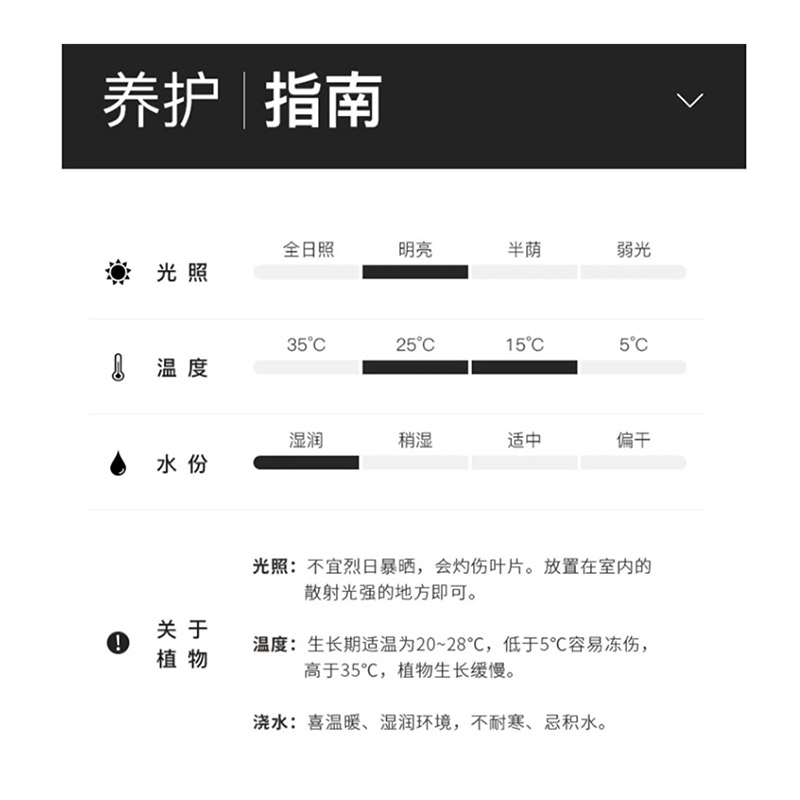琴叶榕(1.4-1.5M)搭配田园风纺织袋高清大图