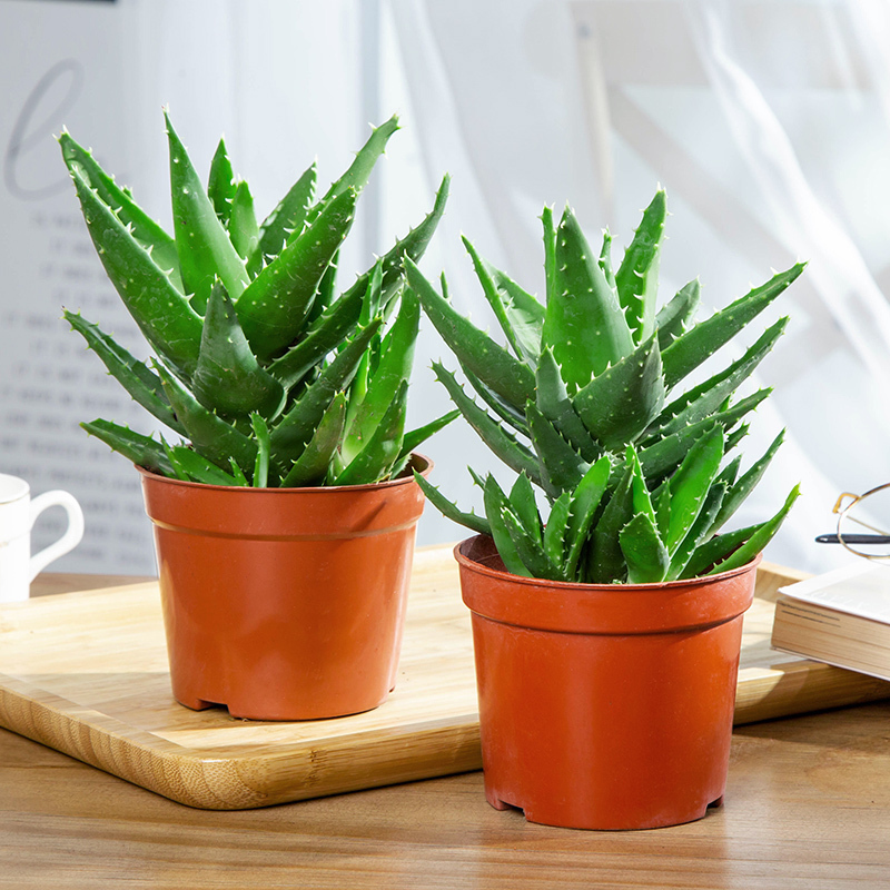 梵尼驼鲜花绿植芦荟盆栽植物室内多肉植物可敷脸桌面小绿植 价格图片品牌报价 苏宁易购义海鸿都家居专营店