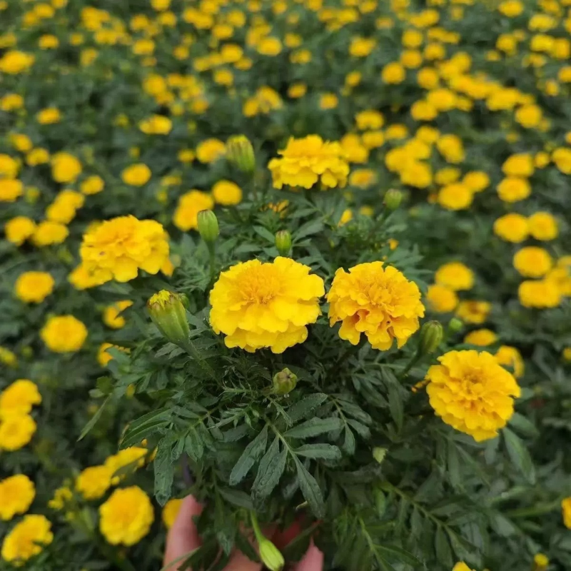 诚智旺 万寿菊 黄色/株高清大图