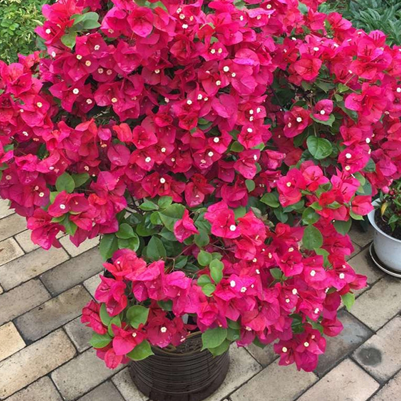 重瓣红三角梅盆栽带花三角梅苗勤花品种弹痕爬藤老桩室内花卉植物