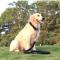 狗绳狗狗用品牵引绳狗链子小型犬中型大型犬金毛泰迪狗绳子遛狗绳 单独项圈(颜色找客服备注) S型号(适合6-15斤)