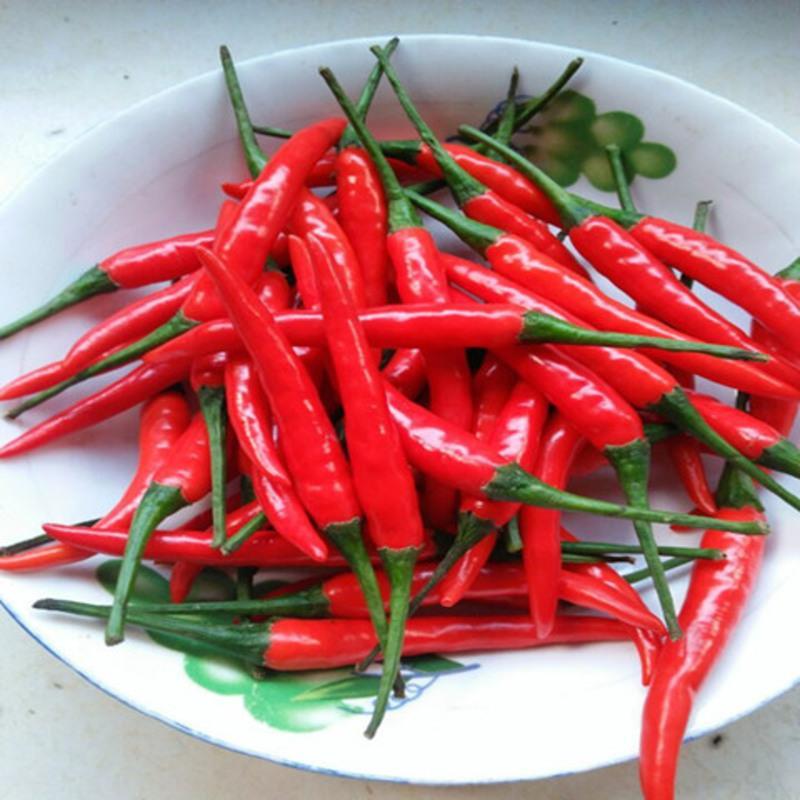 新鲜辣椒四川小米椒超辣土红椒朝天椒小尖椒新鲜小米辣特辣