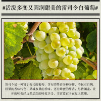 长城 东方系列 雷司令13%vol半甜白葡萄酒750ml单瓶装 甜酒 长城葡萄酒 红酒