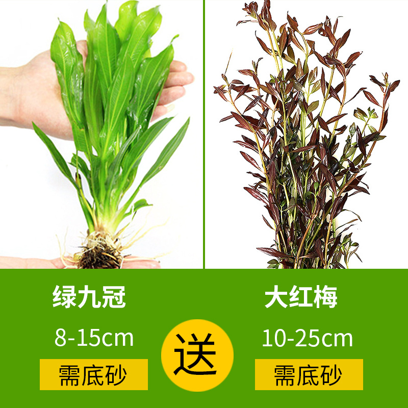 大九叶皇冠草真水草鱼缸装饰懒人水草淡水有茎类中后景性草