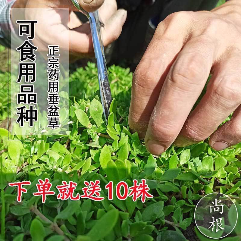 正宗野生中药垂盆草可直接食用可种植垂藤植物现采现发养不死耐活