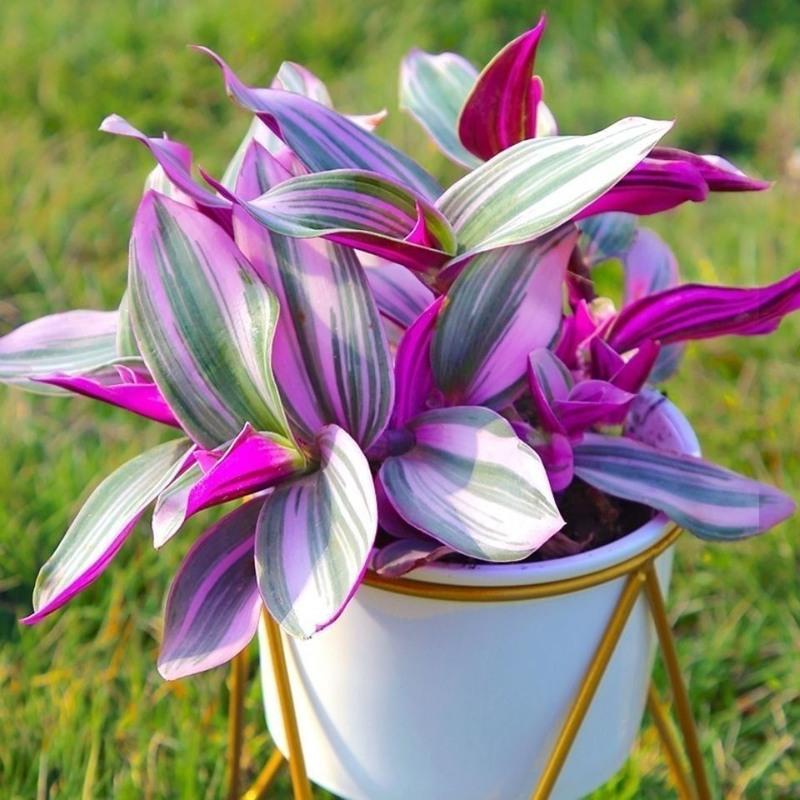 油画婚礼吊盆栽三色好养绿植胭脂云碰碰香锦植物兰花卉新品吊兰锦一棵