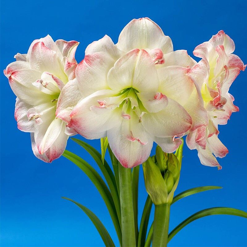 预售津沽园艺花卉绿植盆栽荷兰进口朱顶红大种球秋冬盆栽花卉重瓣花卉