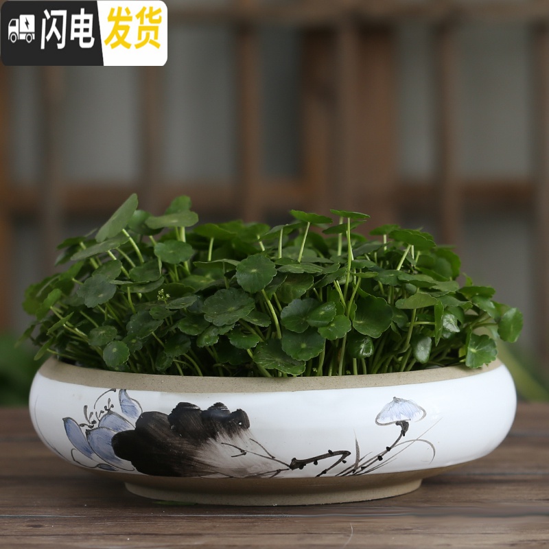 三维工匠简约无孔水培容器铜钱碗莲一叶莲塔竹巴西木特大号水仙花盆陶瓷 18031-2纯白无孔 大花盆容器高清大图
