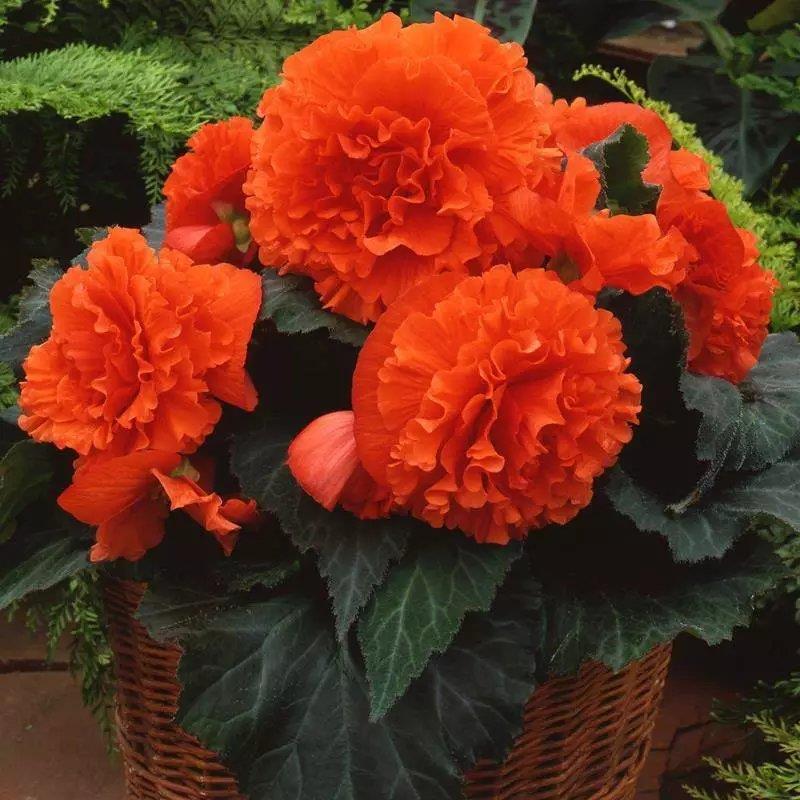 夫妻海棠花重瓣卉苗牵牛三角梅带发货四季开丽格室外种子巴黎长寿