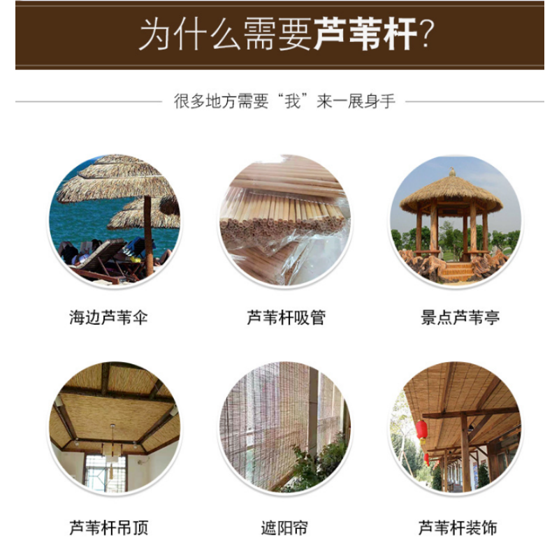 伊洛源 芦苇栅栏围栏高清大图