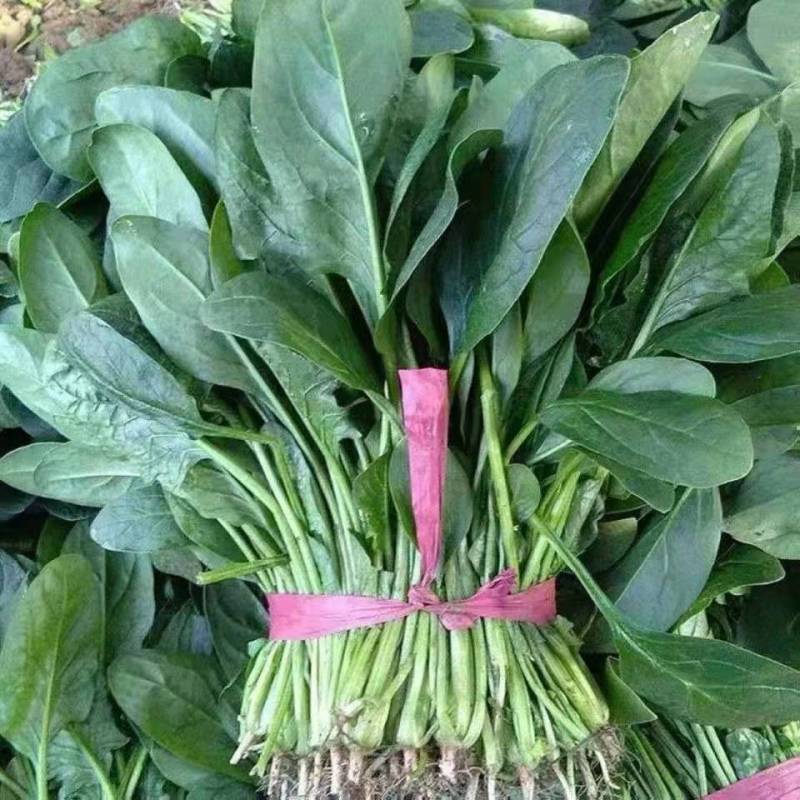 菠菜(嘉峪关0345)