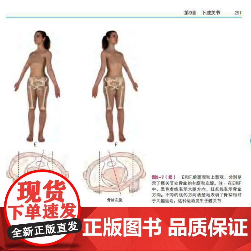 [央视网]肌动学 肌肉骨骼系统功能 第3版三版 组织筋膜关节运动运动轴关节部位肌肉起止点肌肉生理步态姿势拉伸HN高清大图