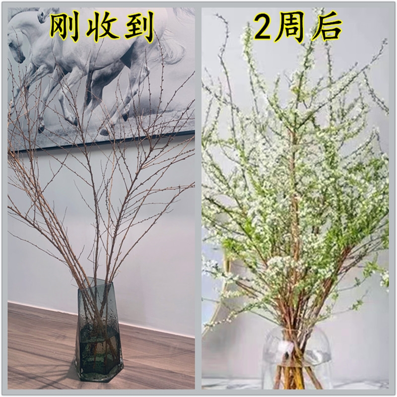 古达鲜花绿植古达雪柳干枝水养鲜枝水培室内盆栽易活植物花束好养的喷雪花遇水开花 价格图片品牌报价 苏宁易购凯特多园艺专营店