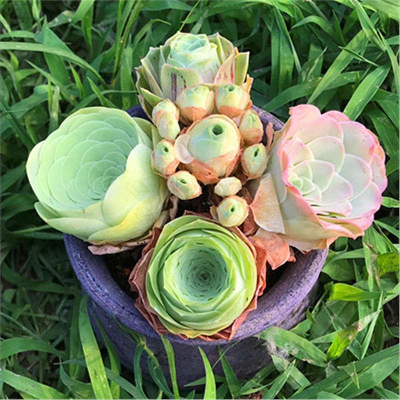 回固山地玫瑰粉耶罗粉色酒杯木质桩新手多肉植物室内阳台