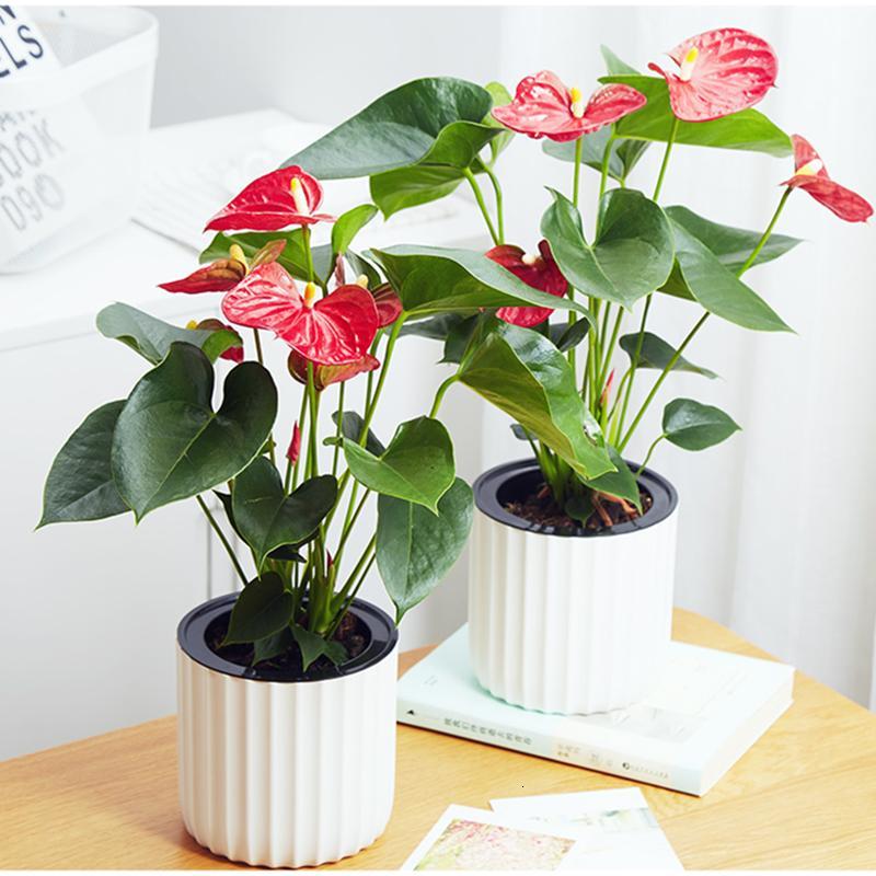 绿植花卉水培植物白掌红掌一帆风顺盆栽园艺白掌开花植物-竖盆红掌
