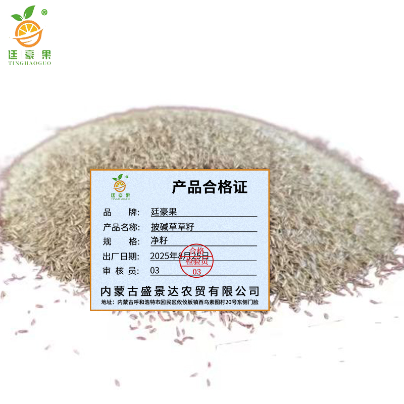 廷豪果 披碱草草籽 披碱草种子 净籽 /千克高清大图
