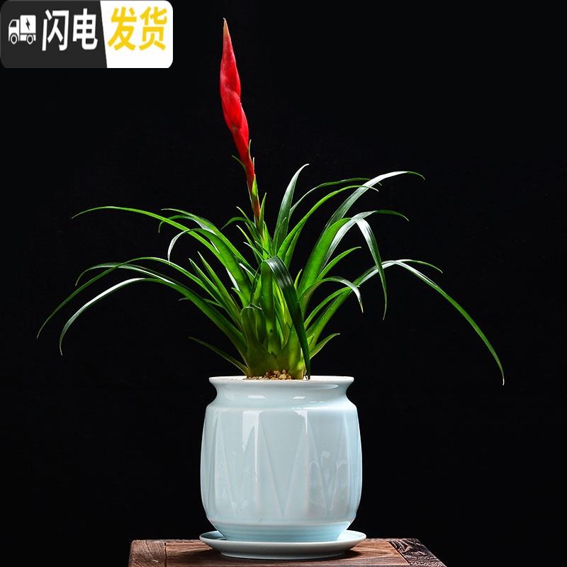 三维工匠青瓷多肉蝴蝶兰专用花盆带托盘大号陶瓷简约吊兰绿植兰花盆 粉青602+托盘864 大花盆容器高清大图