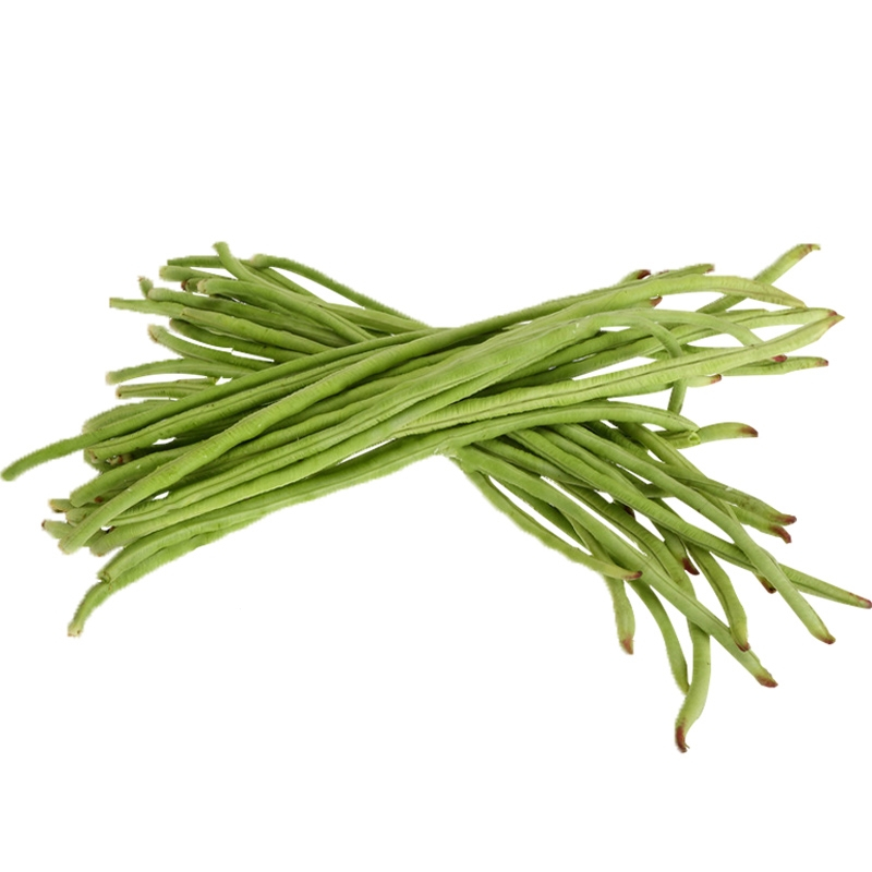 回固无架豆种子高产早熟春季秋季四季蔬菜种子地豆角种孑豇豆种籽花