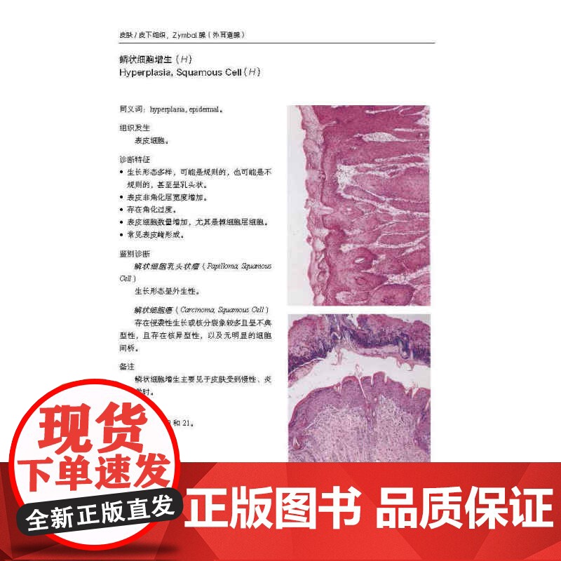 啮齿类动物肿瘤国际分类.小鼠 现代医学 毒性病理肿瘤性病变 癌前病变诊断 北京科学技术高清大图