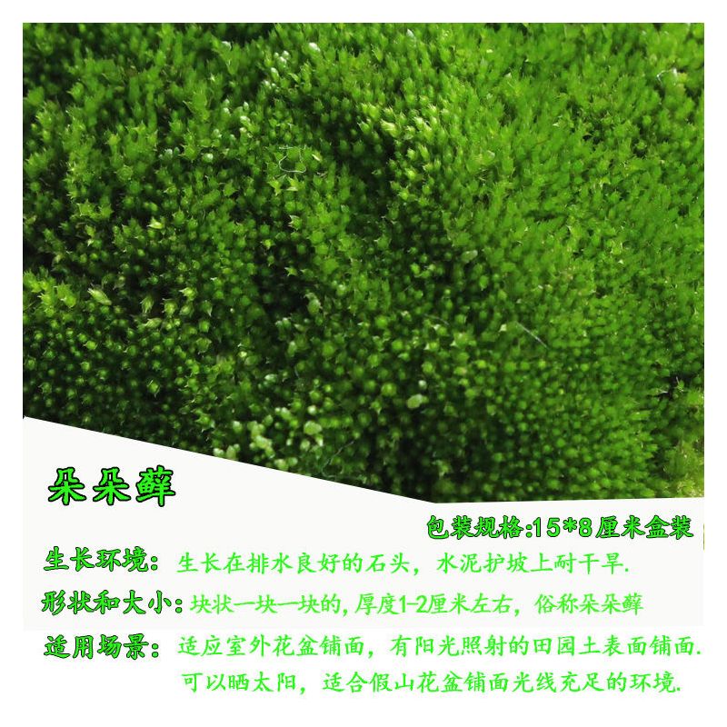 苔藓微景观鲜活植物铺面盆景草种子鱼缸苔藓生态瓶养龟造景