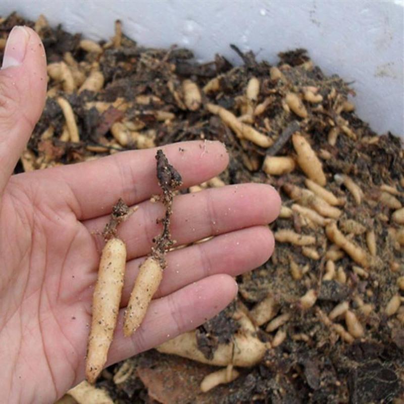 天麻种子天麻0代种1代天麻种苗天麻种麻