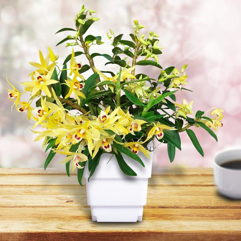 家养铁皮石斛苗观赏食用盆栽办公室园艺水培植物开花绿植花卉