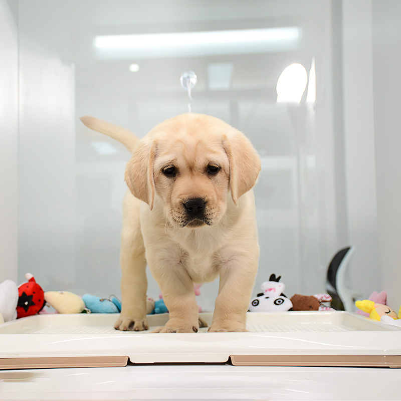 【点点宠物】宠物狗狗拉布拉多犬幼犬 纯种血统级短毛拉布拉多导盲犬 赛级大骨架高智商拉布家养宠物狗狗 可视频挑选包健康