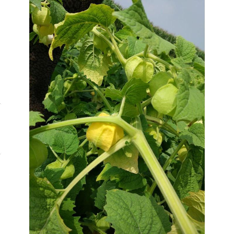 东北菇娘果灯笼果大黄菇娘洋姑娘菇茑特产姑娘果新鲜水果5斤邮