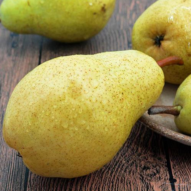 软梨太婆梨啤酒梨茄梨5斤装单果150克以上报价_参数