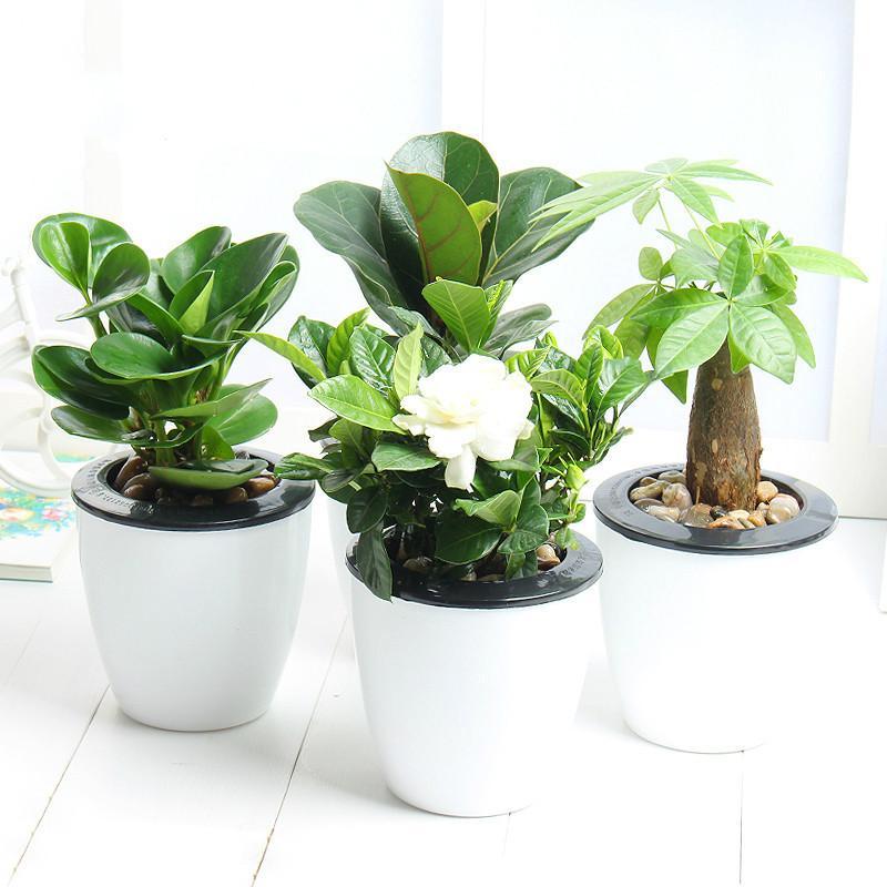 懒人盆种植苗绿植盆栽绿植园艺财树吸甲醛绿萝绿色植物栀子花卉