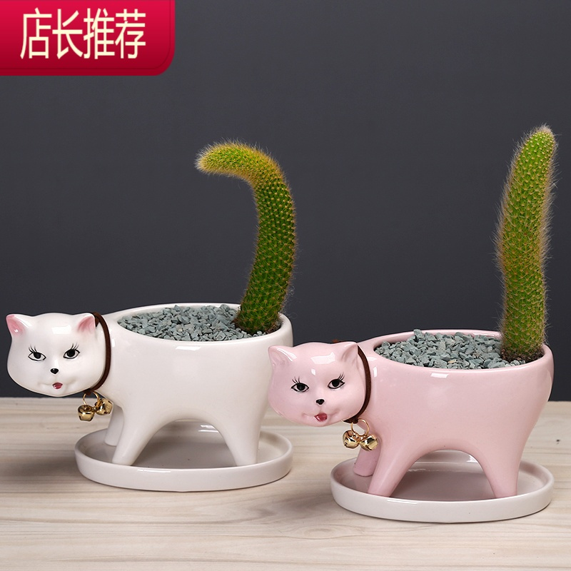 简约植物白色多肉花盆陶瓷创意个性可爱小号桌面仙人掌猫尾巴花器jing Ping花盆容器报价 参数 图片 视频 怎么样 问答 苏宁易购