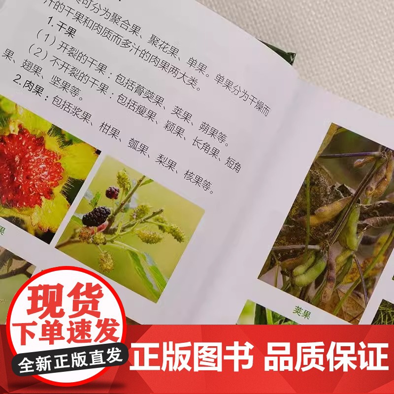 500种野菜野外识别速查图鉴 野菜识别特征实用方法 中医草药材识别图大全 生活常识中草药有毒植物识别图集 自然科学植物学高清大图