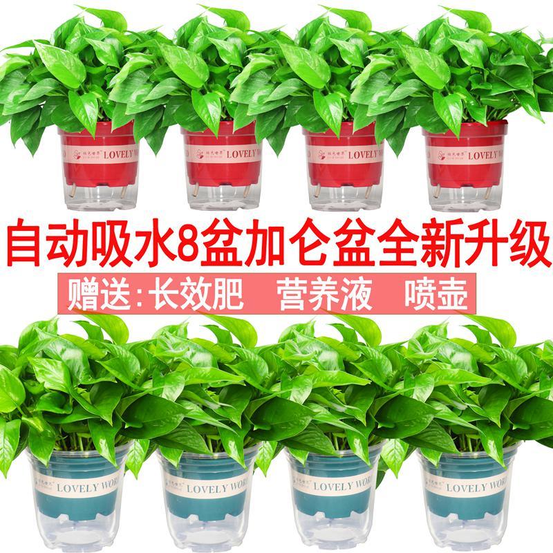 回固 花卉绿植盆栽 花卉