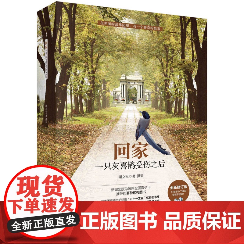 回家--一只灰喜鹊受伤之后