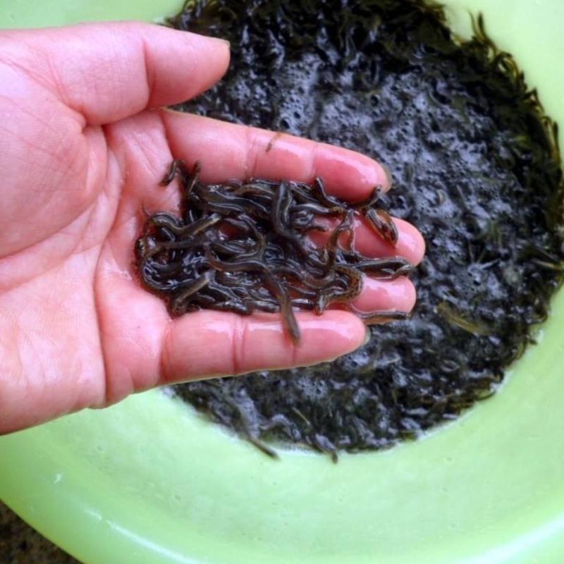活泥鳅鲜活小泥鳅筏钓野生泥鳅苗寸苗台湾养殖鳄龟饲料宠物鱼>800_800