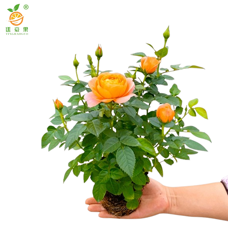 廷豪果 月季花 YJH-1 /束高清大图