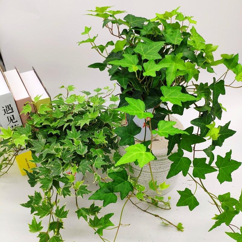 *青常春小盆*[(没盆) 金边常春藤盆栽室内四季常青吊兰绿植爬藤窗阳台