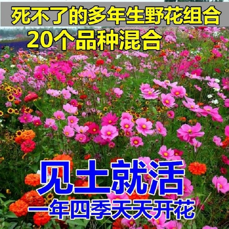 惠居尚品 七彩野花花种子(100克+2包肥)