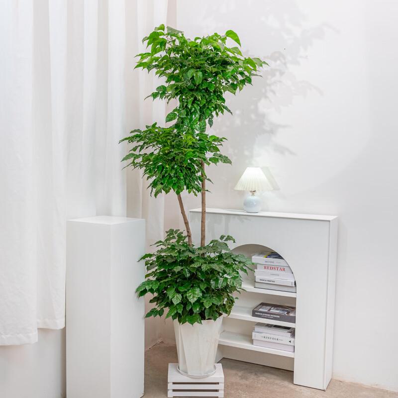花点时间(Reflower)幸福树1盆高清大图