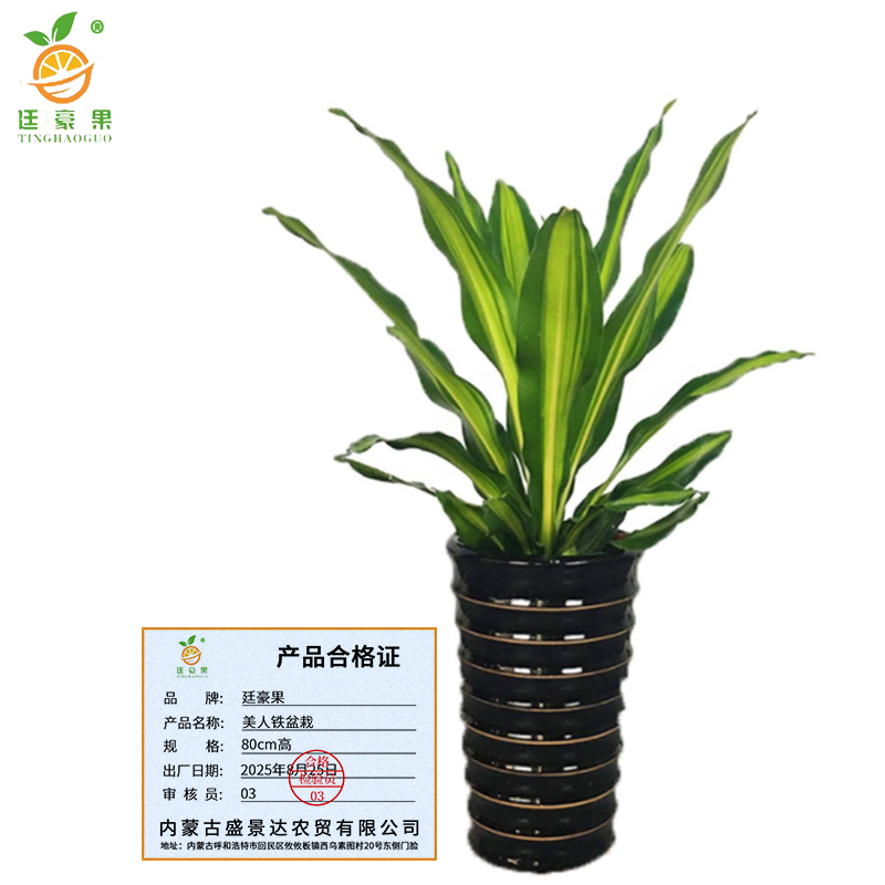 廷豪果 美人铁盆栽 80cm高 /棵高清大图