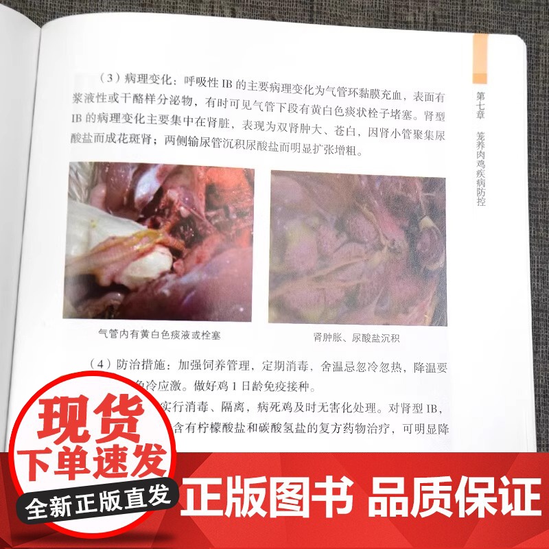 笼养肉鸡40天 畜禽规范养殖丛书养鸡大全鸡病防治及安全用药鸡病快速诊断防治技术鸡养殖书籍鸡养殖教程大全蛋鸡肉鸡高效养殖配高清大图