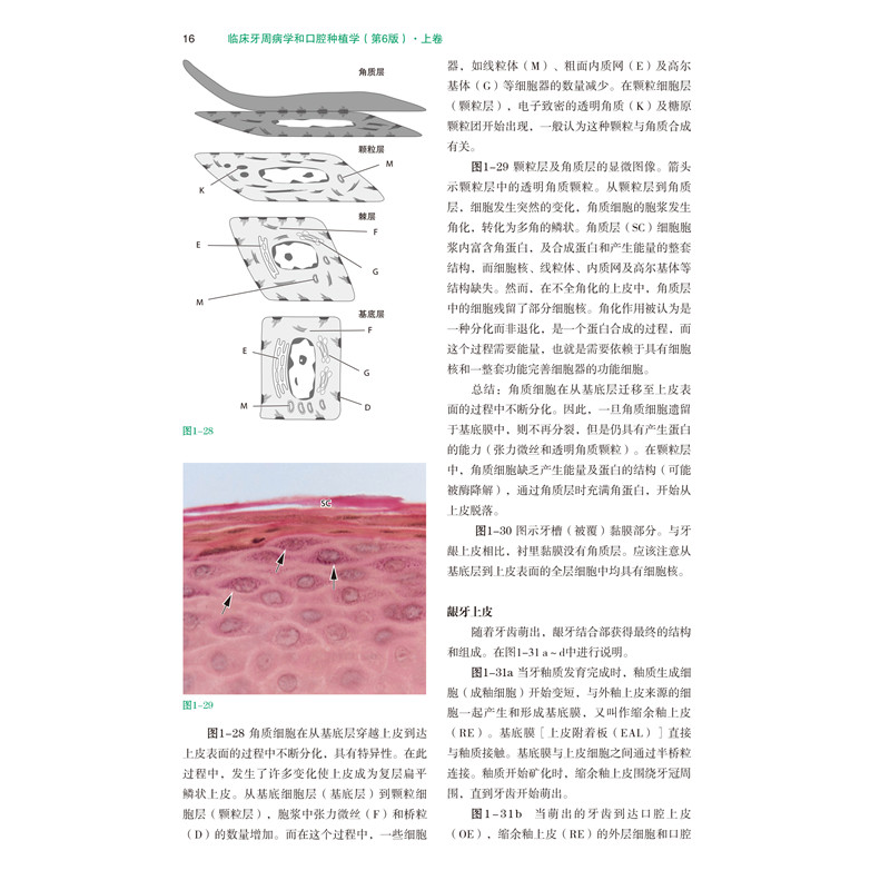 醉染图书临床牙周病学和口腔种植学 第6版(全3册)9787559114570高清大图